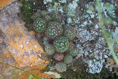 Mammillaria rekoi