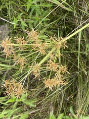 Cyperus haspan