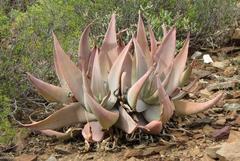 Aloe striata
