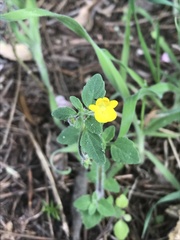 Hemimeris sabulosa