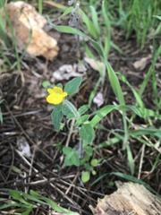 Hemimeris sabulosa