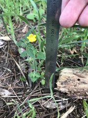 Hemimeris sabulosa