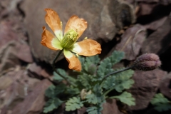 Papaver pygmaeum