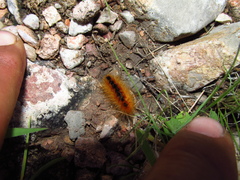 Pygarctia