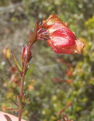 Hermannia angularis