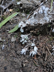 Thelephora penicillata