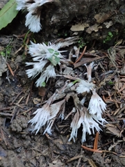 Thelephora penicillata