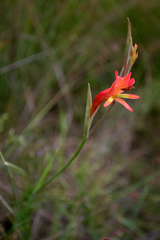 Gladiolus vandermerwei