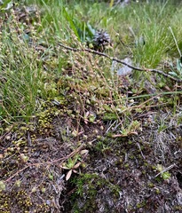 Micranthes bryophora