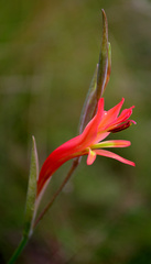 Gladiolus vandermerwei