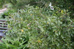 Ochna gamostigmata