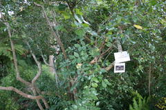 Ochna gamostigmata