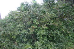 Ochna gamostigmata