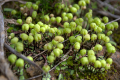 Asterella marginata
