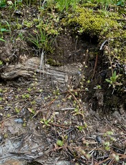 Micranthes bryophora