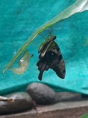 Graphium agamemnon