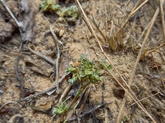 Scleranthus perennis