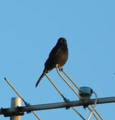 Melaenornis pammelaina ater
