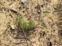 Scleranthus perennis