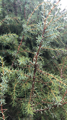 Juniperus