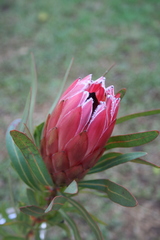 Protea longifolia × repens