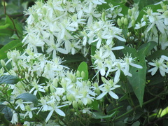 Clematis flammula