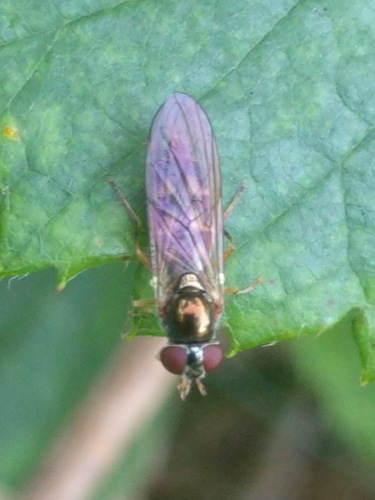 Ladder-backed Hover Fly, 2211 Noordwijkerhout, Nederland, photo 9 of 10