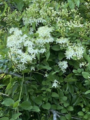 Clematis flammula