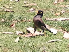 Acridotheres tristis