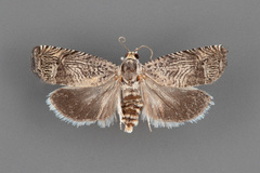 Ofatulena duodecemstriata