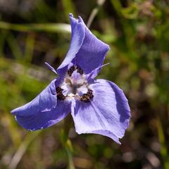 Moraea calcicola