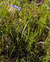 Moraea calcicola