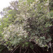 Baphia racemosa - Photo (c) graham_g,  זכויות יוצרים חלקיות (CC BY-NC)