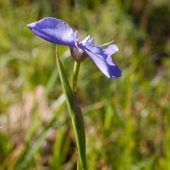 Moraea calcicola