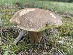 Boletus variipes