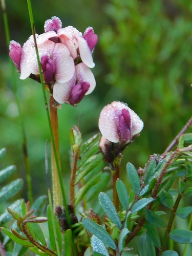Sparse Bubblepod (Lessertia pauciflora)