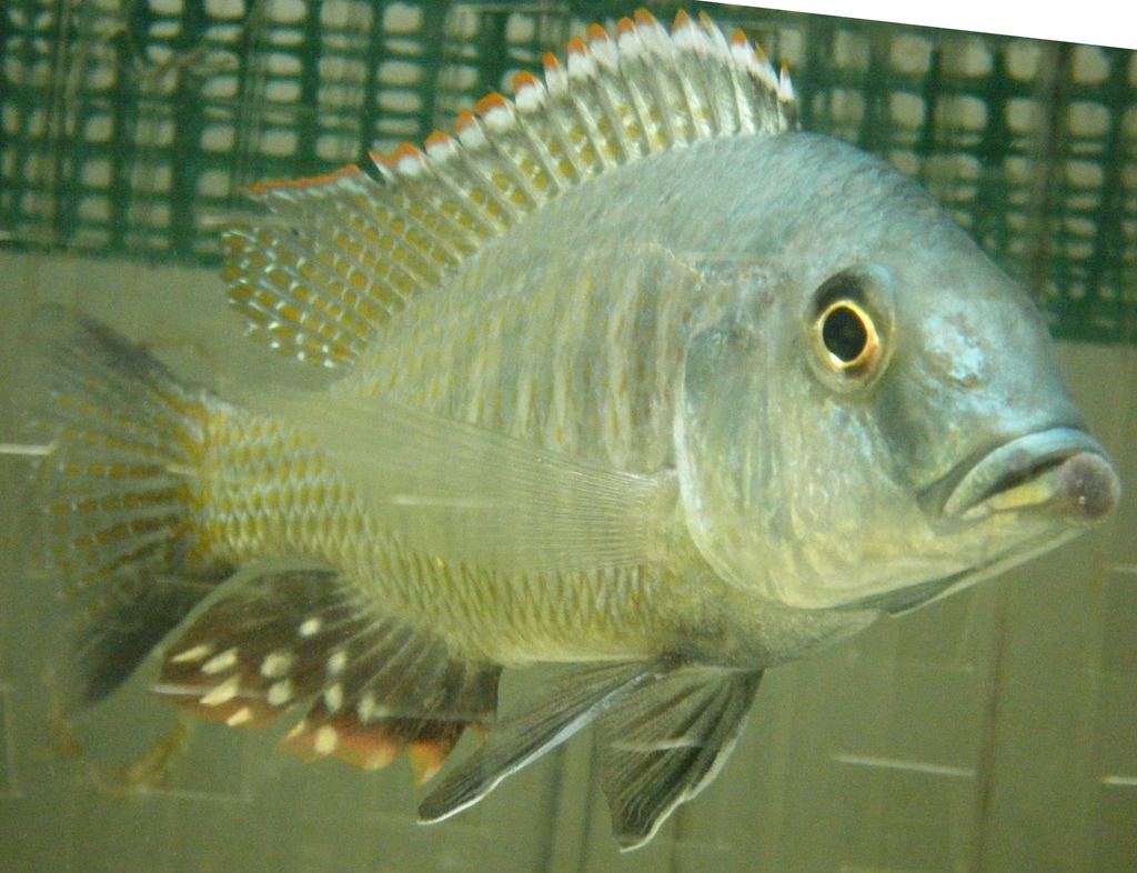 Scarlet Fin Lethrinus