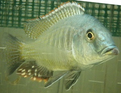 Scarlet Fin Lethrinus photo 1