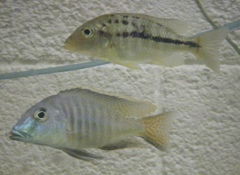 Scarlet Fin Lethrinus photo 4
