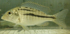 Scarlet Fin Lethrinus photo 5