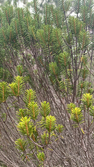 Ceratiola ericoides image