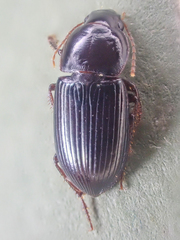 Discoderus parallelus