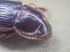 Discoderus parallelus