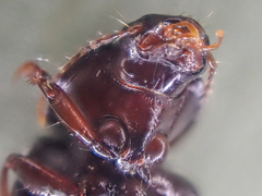 Discoderus parallelus