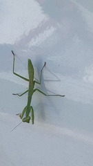 Mantidae