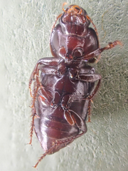 Discoderus parallelus