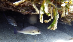 Plectorhinchus mediterraneus