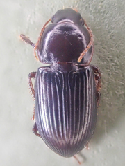 Discoderus parallelus