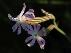 Silene burchellii
