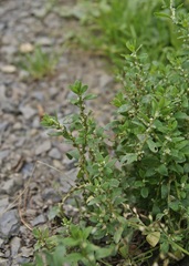 Polygonum aviculare aviculare
